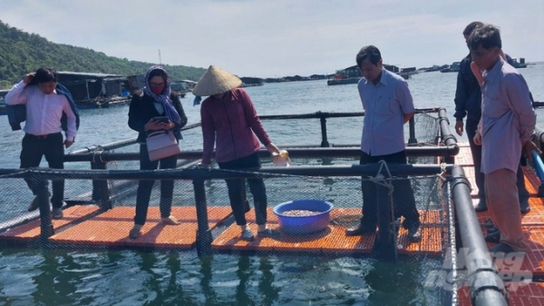 Lồng nuôi HDPE: Giải pháp phát triển nghề nuôi biển xa bờ bền vững