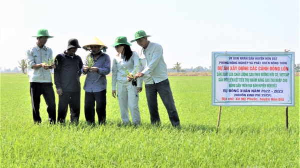 Kiên Giang thực hiện 717 cánh đồng lớn có liên kết theo hợp đồng