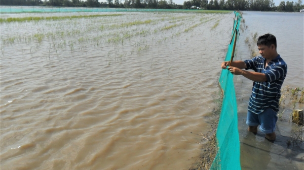 Nuôi cá trên ruộng lúa gắn với liên kết cộng đồng: Lợi đôi đường