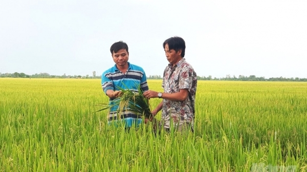 Chuyển đổi chuỗi giá trị lúa gạo ứng phó với biến đổi khí hậu