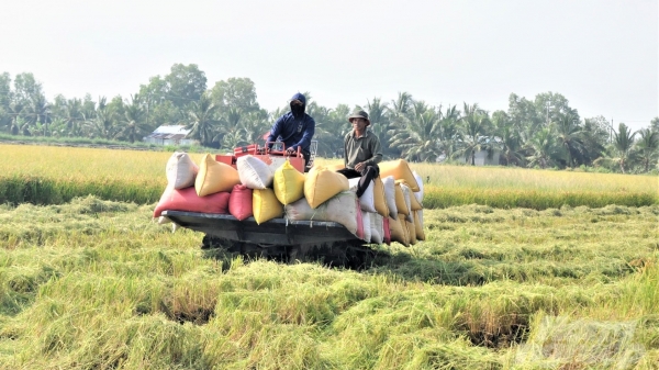 Thị trường lúa gạo sôi động, nông dân tất bật thu hoạch lúa đông xuân