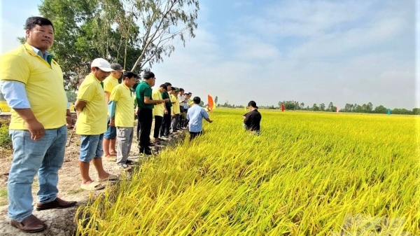 Canh tác lúa thông minh: Tốt môi trường, tăng lợi nhuận