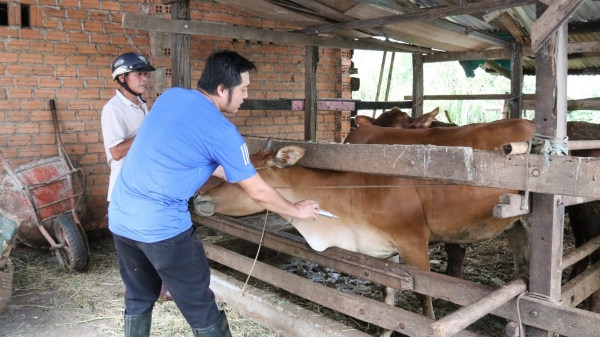 Tăng tốc tiêm 5.500 liều vacxin lở mồm long móng cho 10.000 con trâu bò