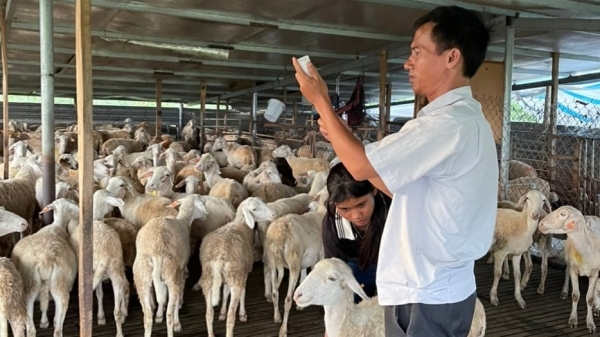 Tỷ lệ tiêm phòng vacxin đàn vật nuôi của Ninh Thuận đạt 95%