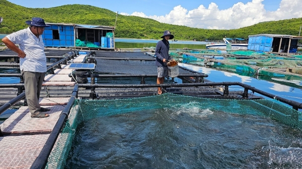 Lồng nuôi biển HDPE: Thích ứng thiên tai, bảo vệ môi trường