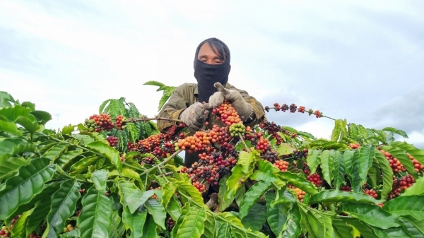 Kiểm soát, nâng cao chất lượng cà phê từ khâu thu hoạch