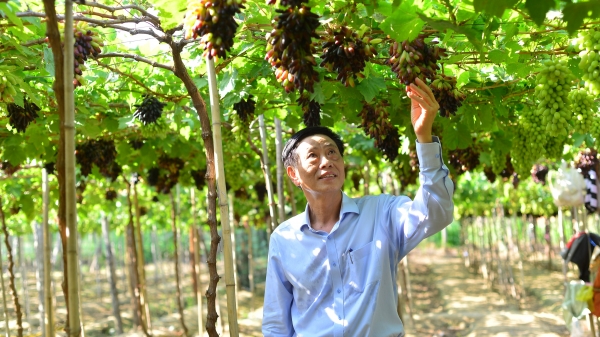 Ninh Thuận đặt nhiều kỳ vọng vào nông nghiệp hữu cơ