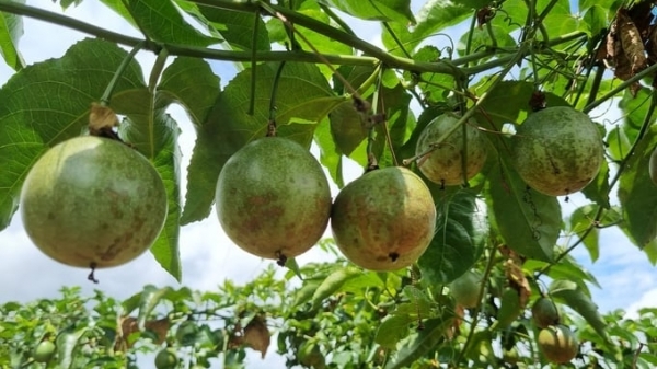 Recovering the glorious passion fruit [Article 2]: Losing control because of overplanting gardens