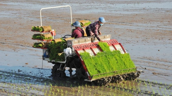 Sustainable growth, global impact: Vietnam’s One Million Hectares Project for green rice innovation