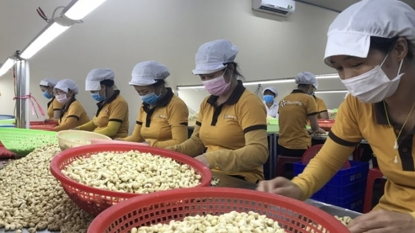 Vietnam’s cashew exports surpassed 600 thousand tons