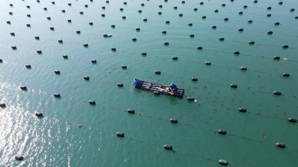 National Assembly delegate proposes plan to overcome challenges in marine aquaculture
