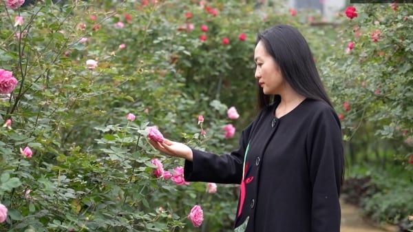 Vườn hồng cổ đầu tiên đạt tiêu chuẩn hữu cơ của Hoa Kỳ