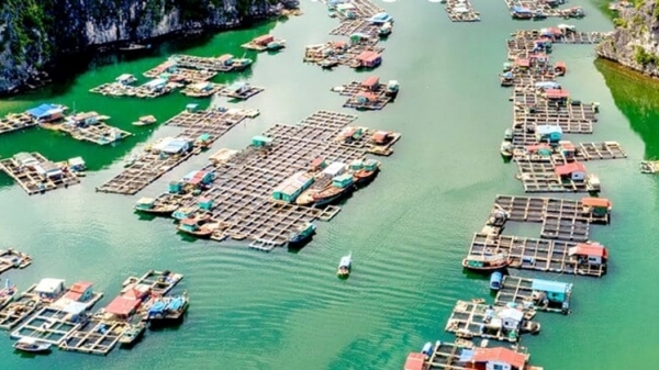 Quảng Ninh dành 45.000 ha khu vực nuôi biển chào đón nhà đầu tư