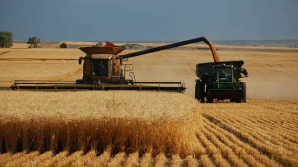 Hoa Kỳ: Hạn hán làm sụt giảm sản lượng lúa mì vụ đông