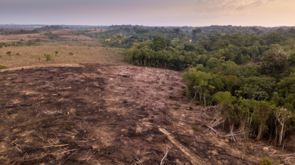 EU kêu gọi cấm tất cả hàng nhập khẩu liên quan đến phá rừng