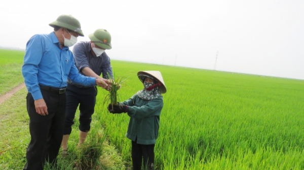 Quang Bin ngăn chặn bệnh đạo ôn lan ra ruộng