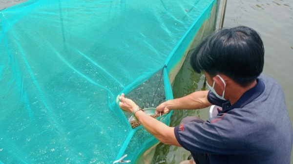 Thủy sản Tây Ninh-[Bài 1]-Sáng tạo cách nuôi cá cho thu nhập cao