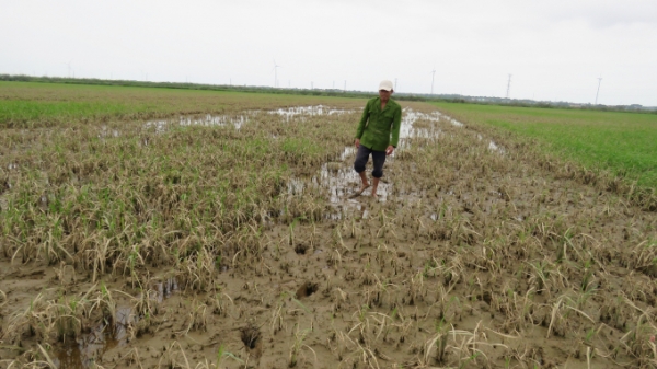 Sau lũ trái mùa, nông dân Quảng Bình trắng tay