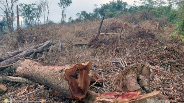 Cận cảnh rừng tự nhiên Đakrông bị xâm hại
