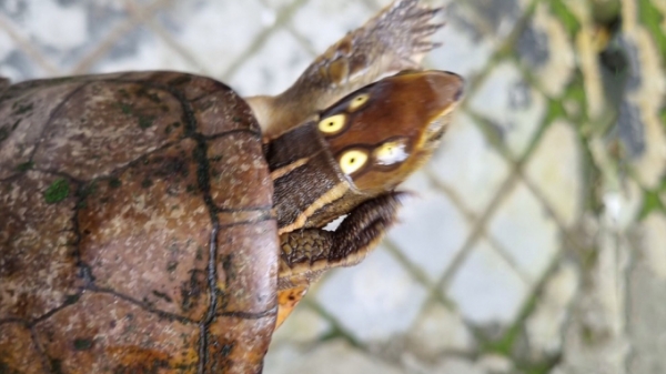 Thả cá thể rùa bốn mắt quý hiếm về Vườn quốc gia Bạch Mã