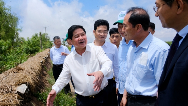 Khởi động dự án phục hồi rừng ngập mặn do Hàn Quốc tài trợ