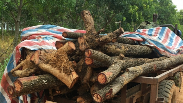 Bắt giữ hai đối tượng vận chuyển gỗ hương tươi từ Vườn quốc gia Yók Đôn