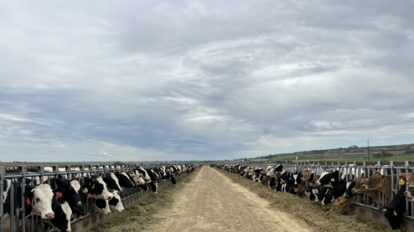 Vinamilk nhập đàn bò sữa 1.000 con từ Mỹ về trang trại Lao-Jagro