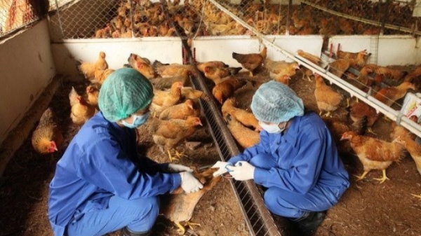 Quy hoạch vùng chăn nuôi an toàn để phòng, chống hiệu quả cúm gia cầm