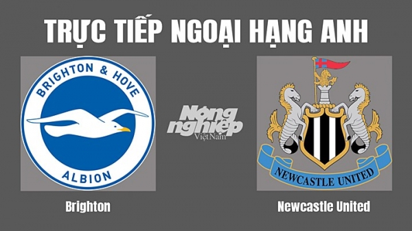 Trực tiếp Brighton vs Newcastle United trên kênh K+ LIFE hôm nay 13/8