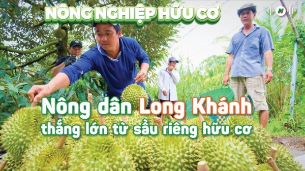 Nông dân Long Khánh thắng lớn từ sầu riêng hữu cơ