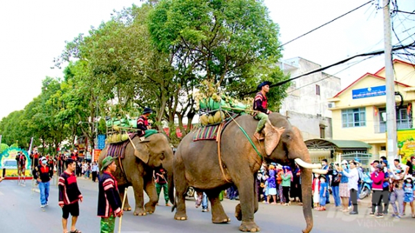 Lễ hội đường phố cùng voi Tây Nguyên thồ sầu riêng
