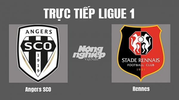 Trực tiếp Angers SCO vs Rennes trên kênh On Sports News hôm nay 23/10