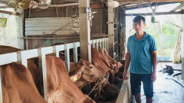 Sóc Trăng: Dự án chăn nuôi bò giúp các hộ dân giảm nghèo bền vững