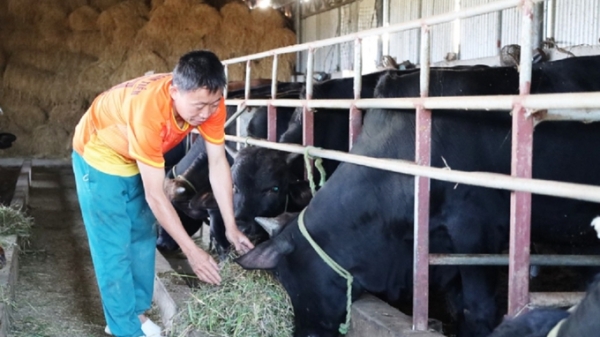 Thành lập hợp tác xã chăn nuôi bò chất lượng cao