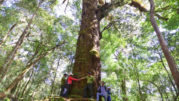 Khám phá cây 1.100 tuổi đặc biệt quý hiếm trong Vườn quốc gia Bidoup