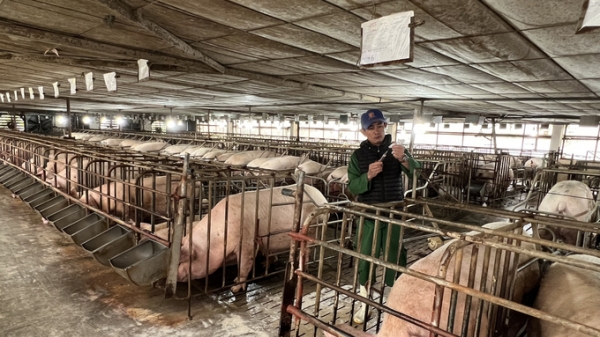 Lần đầu tiên cấp Giấy phép môi trường cho trang trại chăn nuôi lợn