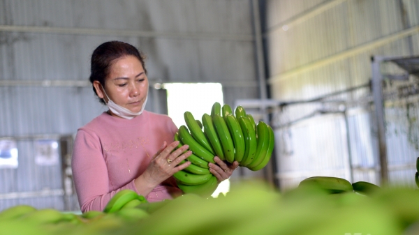 Khám phá nơi sản xuất 4.000 tấn chuối laba cung ứng cho thị trường Nhật Bản