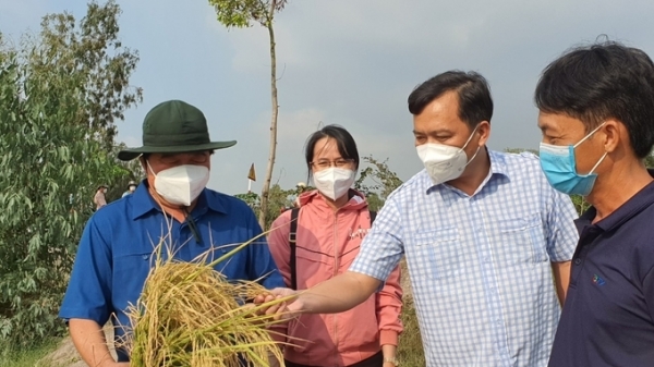 Thị xã Giá Rai: Mô hình tôm lúa mang lại giá trị kinh tế bền vững