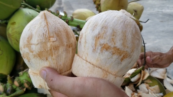 Dừa tươi xuất Hoa Kỳ phải loại bỏ tối thiểu 75% phần xơ dừa