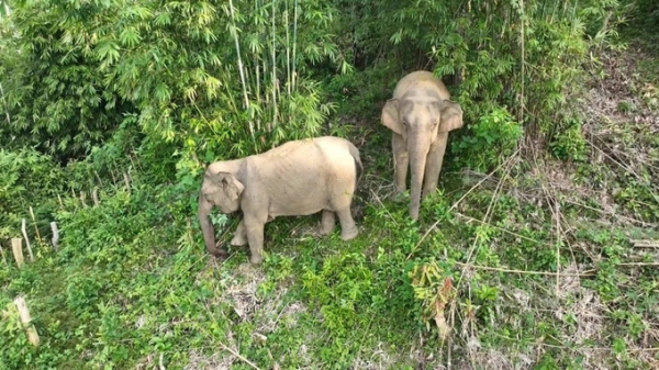 Phát hiện voi rừng chết tại Quỳ Châu