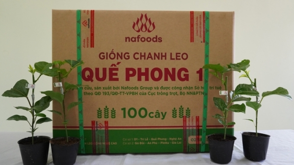 Quế Phong 1 – giống mới triển vọng của ngành chanh leo Việt Nam