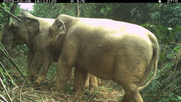 Phát hiện 2 cá thể voi trưởng thành tại Vườn quốc gia Vũ Quang