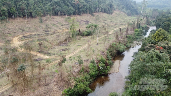 Sẽ xử lý nghiêm, kịp thời hành vi chặt phá rừng trái phép tại Hương Khê