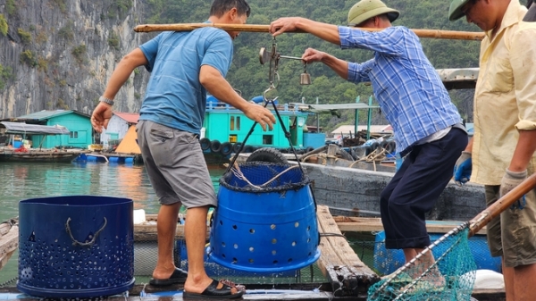 Thương lái Trung Quốc ồ ạt thu mua cá, dân lồng bè Cát Bà trúng đậm