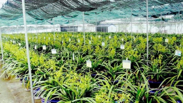 Ngành sản xuất và kinh doanh hoa lan Việt Nam sẽ cất cánh