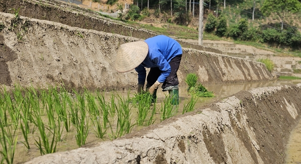 Hạn kéo dài, ưu tiên nước cho sản xuất lúa một vụ ở vùng cao