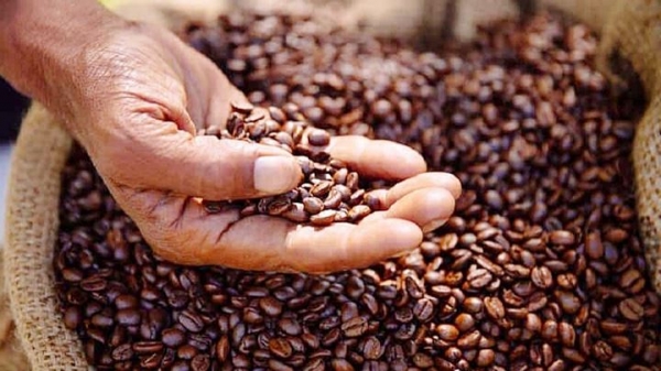 Giá cà phê hôm nay 3/8/2023: Cận kề ngưỡng cao 68.000 đ/kg