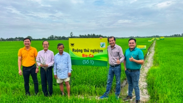 Bio-Ca, chế phẩm tăng pH đất nâng cao hiệu quả canh tác lúa vùng đất phèn