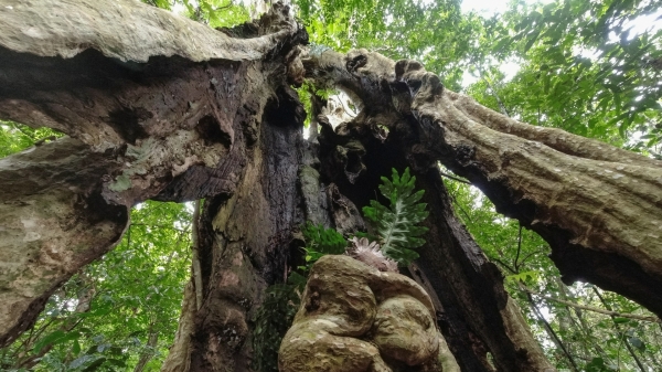 Ngỡ ngàng trước những cây cổ thụ khổng lồ trong rừng Cát Tiên