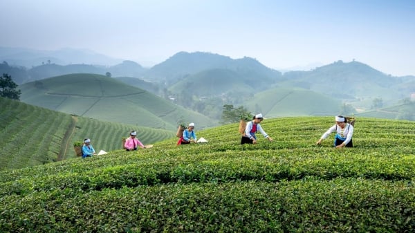 Thái Nguyên: Khai phá tiềm năng, lợi thế từ nông nghiệp hàng hóa